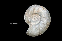 Lytoceras sp